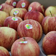 Apple Royal Gala France